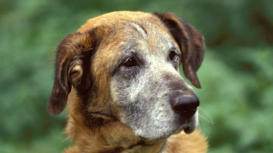 Ab wann ist ein Hund alt