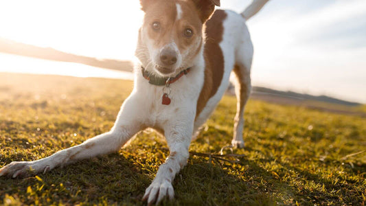 Arthritis Hund