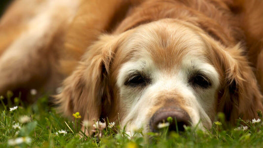 Arthrose beim Hund im Endstadium