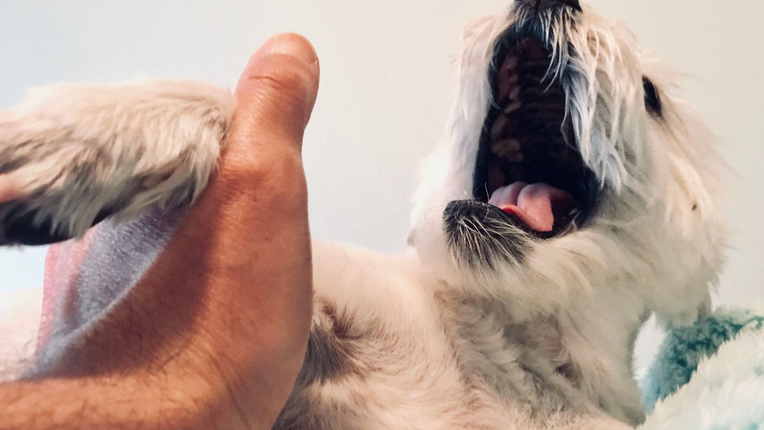 Arthrose Hund Hausmittel