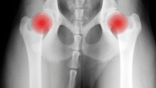 Arthrose Hund Symptome