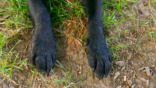 Arthrose beim Hund Homöopathie