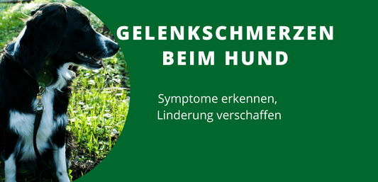 Gelenkschmerzen Hund