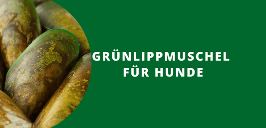 Grünlippmuschel Hund