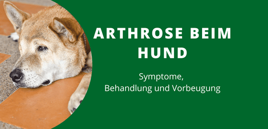 Arthrose Hund