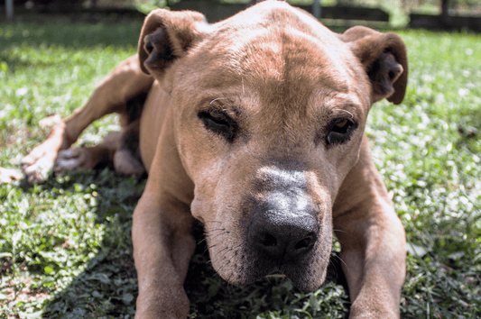 Hund Arthrose Lebenserwartung
