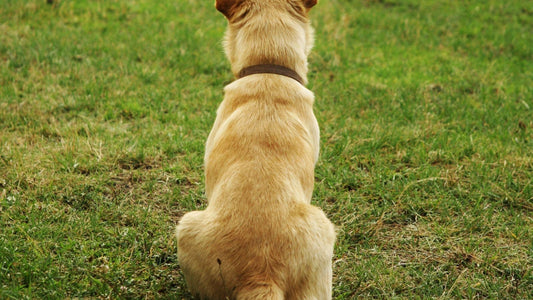 Hund Rückenschmerzen Hausmittel