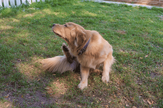 Hund hat Schuppen