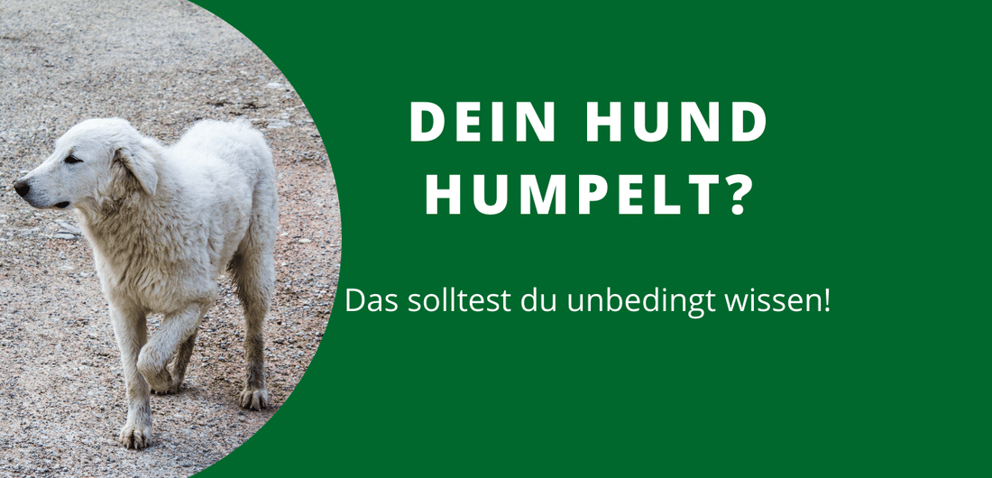 Hund humpelt