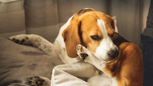 Hund Gelenke stärken Hausmittel