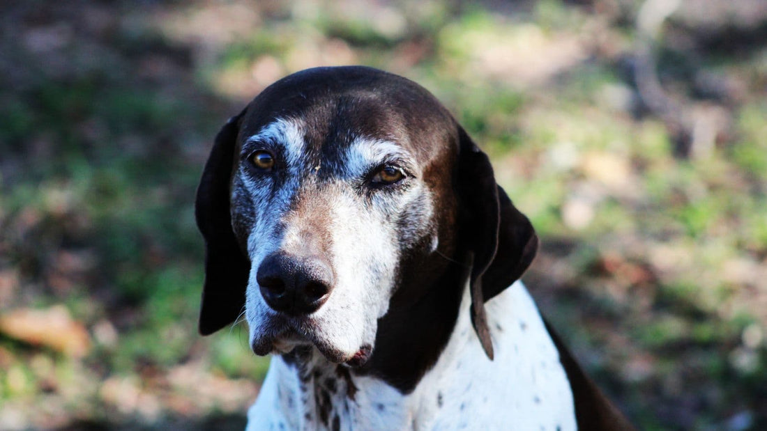 Hundekrankheiten im Alter