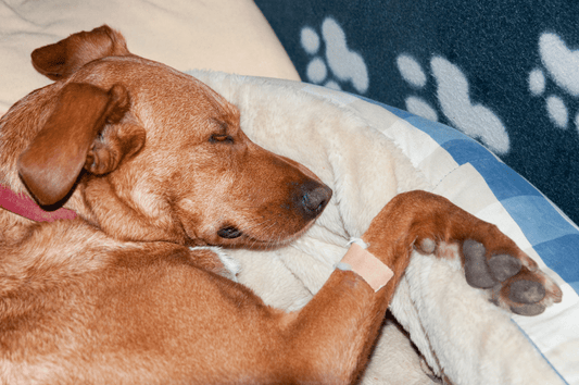 Schmerzmittel Hund Arthrose