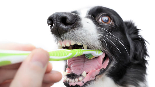 Zahnpflege beim Hund