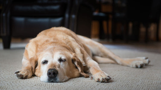 Arthrose Hund wann einschläfern