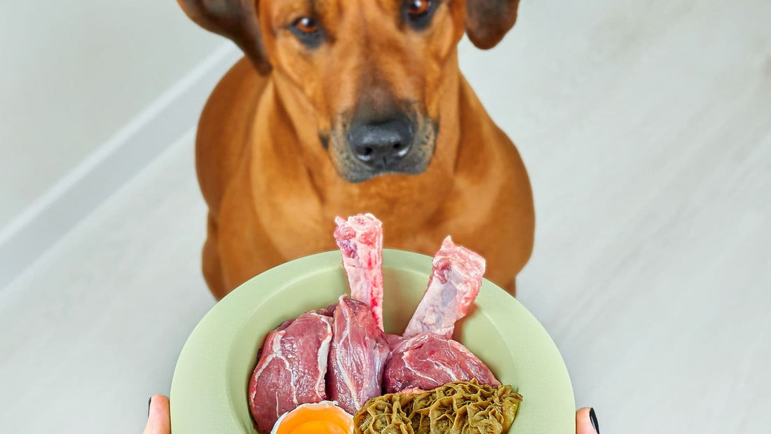 Arthrose Hund Ernährung
