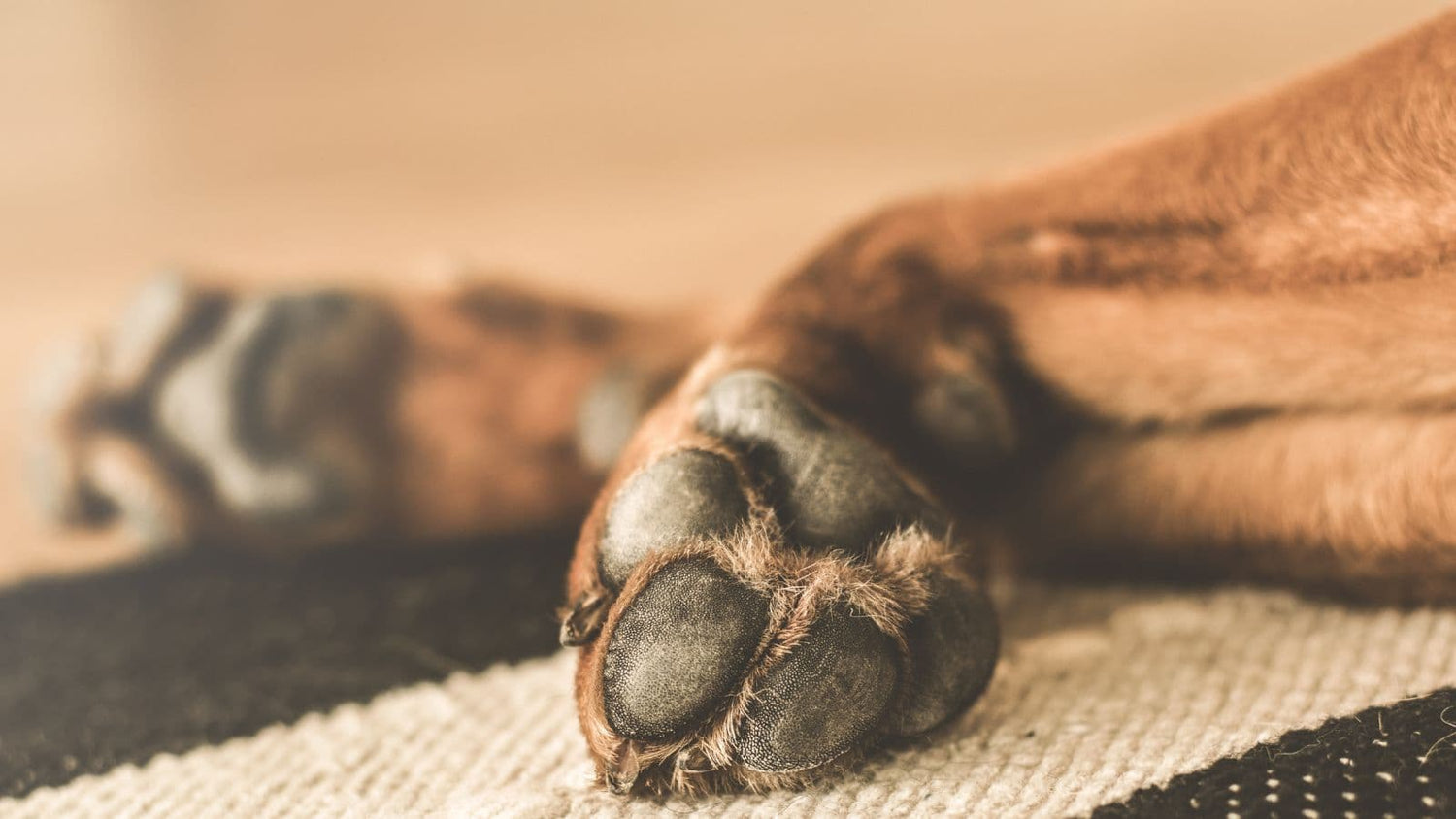 Gebrochene Pfote Beim Hund