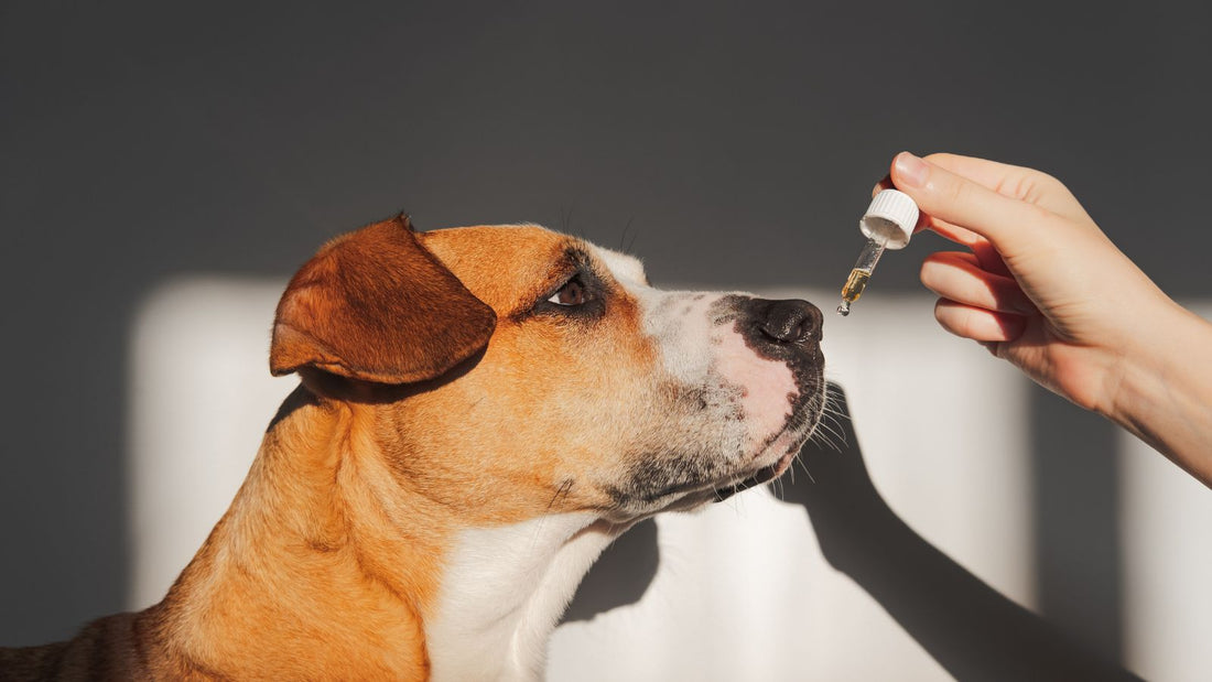 Lachsöl Hunde Dosierung
