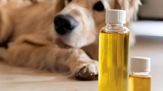 Hunde mit Lachsöl im Ernährungsplan